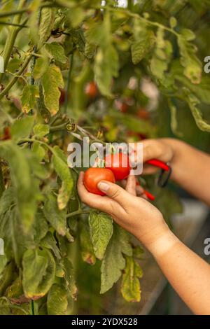 Der Landwirt erntet reife rote Tomaten von der Rebe mit Gartenschere Stockfoto