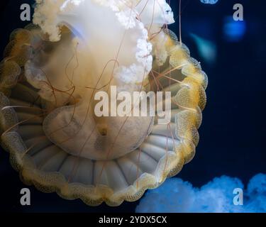 Quallen. Im Wasser schwimmende Brennnessel im Pazifischen Meer. Fantasiepynotischer mystischer pcychedelischer Tanz. Abdeckungsdesign. Weichzeichner. Kopierbereich Stockfoto