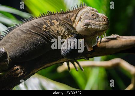 Nahaufnahme des Kopfes eines Westindianers oder eines Kleinantillen Iguanas (Iguana deliatissima), im Profil gesehen. Stockfoto