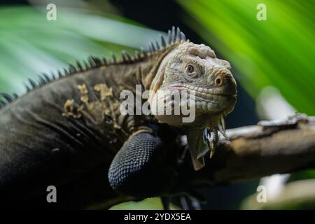 Nahaufnahme des Kopfes eines Westindianers oder eines Kleinantillen Iguanas (Iguana deliatissima), im Profil gesehen. Stockfoto