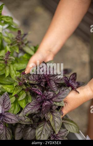 Gärtner mit frischer aromatischer violetter Basilikumpflanze, Nahaufnahme Stockfoto