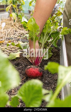 Landwirt erntet frische biologische Rote Bete aus Gartenbeet Stockfoto