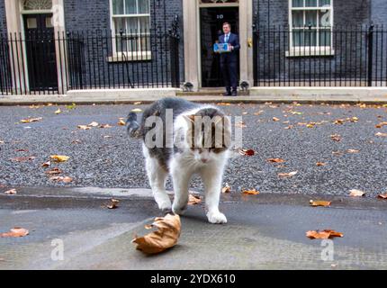 London, England, Großbritannien. Oktober 2024. LARRY, die Katze aus der Downing Street, wird vor Nummer 10 gesehen. (Kreditbild: © Tayfun Salci/ZUMA Press Wire) NUR REDAKTIONELLE VERWENDUNG! Nicht für kommerzielle ZWECKE! Stockfoto