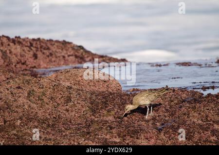 Eurasischer Wimbrel Numenius phaeopus auf der Suche nach Nahrung. Los Dos Roques. Galdar. Gran Canaria. Kanarische Inseln. Spanien. Stockfoto