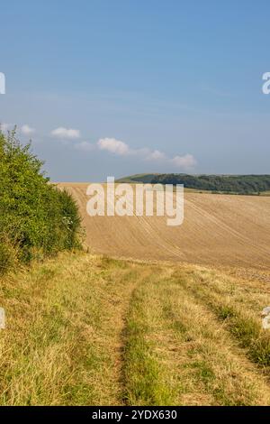 Felder in den South Downs bei Falmer, an einem sonnigen Sommertag Stockfoto