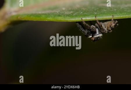 Der männliche Adansons Hausspringer Hasarius adansoni. Gran Canaria. Kanarische Inseln. Spanien. Stockfoto