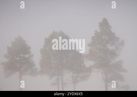 Die Kanarischen Kiefern Pinus canariensis im Nebel. Gran Canaria. Kanarische Inseln. Spanien. Stockfoto