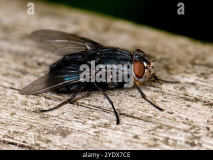 Eine Nahaufnahme einer gewöhnlichen Fliege, Calliphora vicina, die auf einem Stück Holz ruht. Stockfoto