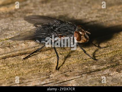 Eine Close-up und gut fokussierte Blaue Fliege, Calliphora vicina, auf einem Stück Holz. Blau-grau mit vielen Haaren und Borsten. Stockfoto