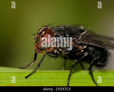 Blueback Nahaufnahme und gut fokussierte Seitenansicht eines europäischen Bluebottchens, Calliphora vicina, auf einem Blatt mit natürlichem, verschwommenem grünem Hintergrund. Stockfoto