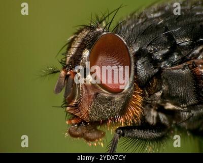 Ein extremer Nahkopf schoss einen Common Bluebottle, Calliphora vicina. Gut fokussiert mit Details von Augen, Gesicht, Proboscis und vielen Borsten. Stockfoto