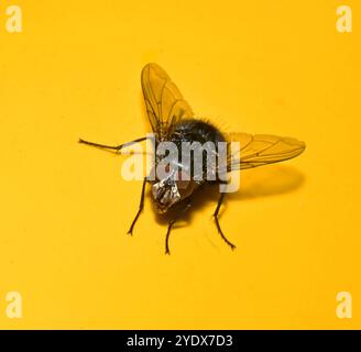 Ein Bluebottle, Calliphora vicina, auf einer Motorhaube, die nach vorne zeigt. Es bläst eine Flüssigkeitsblase aus, die möglicherweise als Kühlmechanismus verwendet wird. Stockfoto