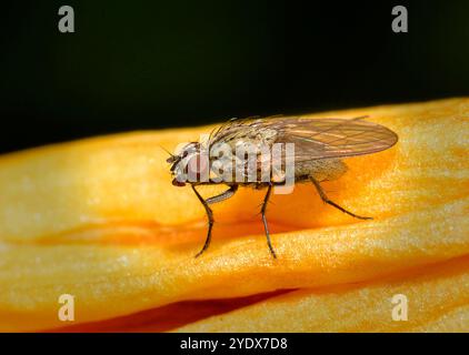 Botanophila fugax ist eine Art Wurzelmade. Der hier ruht auf einer Orangen-Krokosmie-Knospe. Nahaufnahme und gut fokussiert mit vielen Borsten. Stockfoto
