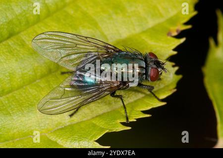 Ein Blick von oben auf eine Greenbottle, Lucilia caesar. Es ist eine gut fokussierte Nahaufnahme dieser Carrion Fliege auf einem Blatt. Mit guten Details der Flügel und des Thorax. Stockfoto