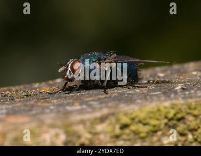 Eine Seitenansicht einer grünen Flasche, Lucilia caesar, die auf einer Holzfläche liegt. Eine gut fokussierte Nahaufnahme im Freien mit natürlichem Hintergrund. Stockfoto