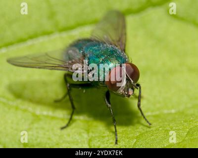 Eine Dreiviertelansicht einer Madenfliege, Lucilia caesar, die auf einem Blatt ruht. Nahaufnahme mit guten, gut fokussierten Details von Kopf, Augen und Thorax. Stockfoto