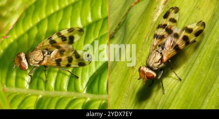 Zwei Bilder derselben Picturewinged-Fliege, Ceroxys latiusculus, auf verschiedenen Blättern. Gut fokussiert und Nahaufnahme mit guten Details. Stockfoto