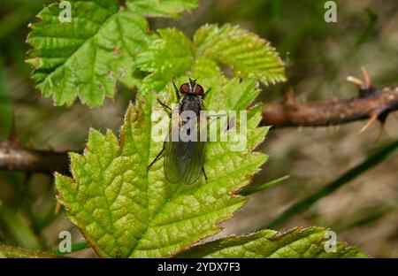 Eine gut fokussierte Wurzel-Made-Fliege, Hydrophoria-Lanzifer, die auf einem Blatt mit natürlichem Hintergrund ruht. Nahaufnahme und gute Details. Stockfoto