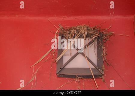 Nest des Graubachels Motacilla cinerea canariensis. Nublo Rural Park. Tejeda. Gran Canaria. Kanarische Inseln. Spanien. Stockfoto