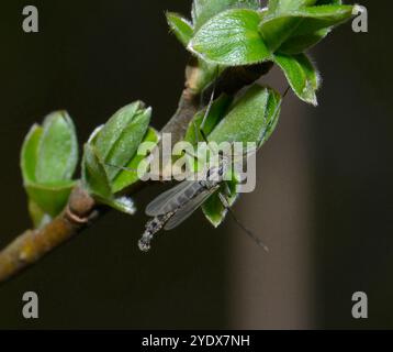 Eine gut fokussierte Nahaufnahme einer Buzzer-Mist, Chironomus plumosus, die auf einigen Blattknospen vor einem natürlichen verschwommenen Hintergrund ruht. Winnebago Lake Fly. Stockfoto