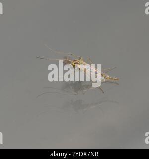 Ein männlicher Buzzer-Mist, Chironomus plumosus, in Innenräumen, auf einem Fenster. Eine schöne, Nahaufnahme und gut fokussierte Green Bay Fliege, Winnebago Lake Fliege. Stockfoto