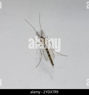 Ein Nahaufnahme und gut fokussiertes Bild dieser schönen männlichen Buzzer-Mücke, Chironomus plumosus. Winnebago Lake Fly und Green Bay Fly sind alternative Namen. Stockfoto