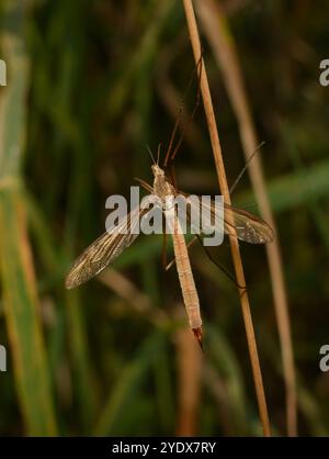 Eine Nahaufnahme einer weiblichen Kranfliege oder einer europäischen Kranfliege, Tipula paludosa, die auf Schilf ruht. Gut fokussiert mit guten Details. Stockfoto