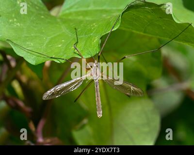 Ein Blick von oben auf eine gewöhnliche Kranfliege oder eine europäische Kranfliege, Tipula paludosa, die auf einem Blatt ruht. Gut fokussiert und Nahaufnahme mit natürlichem grünem Hintergrund. Stockfoto