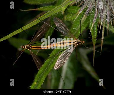 Ein paarendes Paar Nephrotoma flavescens, Tiger Cranefly, auf einer Distel. Gut fokussiert und aus nächster Nähe mit guten Details. Cranefly Zum Verbinden. Stockfoto