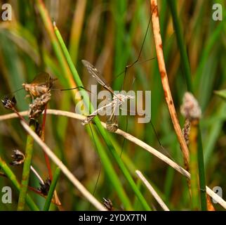 Ein männlicher Kranienflug, Tipula lateralis, auf Schilf ruht. Gut fokussiert, Nahaufnahme mit guten Details und einem natürlichen unscharfen Hintergrund. Stockfoto