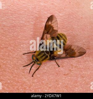 Eine weibliche Doppellappenhirschfliege, Chrysops relictus, saugt Blut aus einem menschlichen Arm. Nahaufnahme, gut fokussiert, gute Details, ekelhaft aussehend und sehr schmerzhaft. Stockfoto