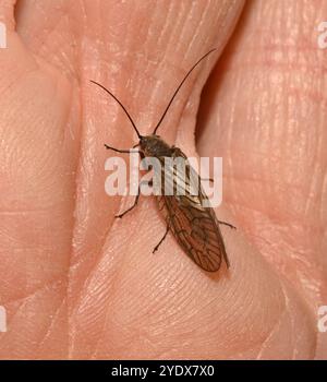 Eine gut fokussierte Erlenfliege, Sialis lutaria, die am frühen Abend auf meiner Hand liegt. Nahaufnahme mit guten Details der Fliege. Stockfoto