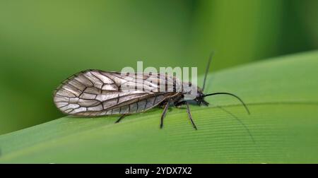 Eine Erlenfliege, Sialis lutaria, ruht auf einem Schilf mit grünem Hintergrund. Gut fokussiert, Nahaufnahme und hat gute Details. Stockfoto