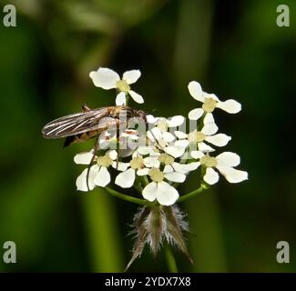 Tanzfliege, Dolchfliege, Empis livida oder Ballonfliege sind alle Namen für diese Fliege. Eine seitliche Ansicht, die Nektars mit Proboscis sichtbar macht. Unscharfer Hintergrund. Stockfoto