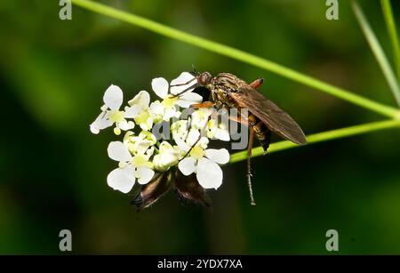 Tanzfliege, Dolchfliege, Empis livida und Ballonfliege beschreiben dieses gut fokussierte weibliche Insekt, das sich an KuhPetersilie ernährt. Nahaufnahme, verschwommener Hintergrund. Stockfoto