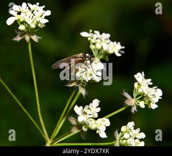 Eine gut fokussierte männliche Tanzfliege, Empis livida, verblasst auf Kuh-Petersilie. Dolchfliege oder Ballonfliege sind andere Namen. Nahaufnahme mit guten Details. Stockfoto