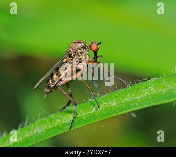 Ballon Fly, Dance Fly, Dagger Fly oder Empis livida sind alternative Namen für dieses gut fokussierte Insekt. Eine Nahaufnahme von der Seite mit einem unscharfen Hintergrund. Stockfoto