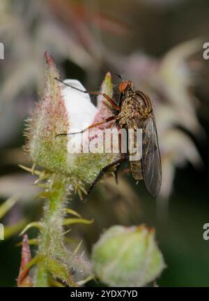 Eine gut fokussierte Seitenansicht einer Tanzfliege, Empis livida, in Ruhe auf einer Brombeerknospe mit natürlichem Hintergrund. Dolchfliege oder Ballonfliege. Stockfoto