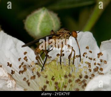 Eine männliche Tanzfliege, Dolchfliege, Empis livida, die sich von einer Brombeerblume ernährt, die ihren langen, schlanken Proboscis zeigt. Eine Nahaufnahme, gut fokussierte Ballonfliege. Stockfoto