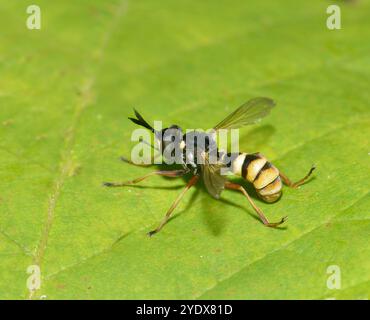 Ein vierbändiger Bienenschnapper, CONOPS Quadrifasciatus, auf einem Blatt mit waagerechten Flügeln. Nahaufnahme und gut fokussiert mit guten Details. Stockfoto