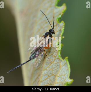 Eine FemaleIchneumonwespe, gewöhnliche hoverfly Wespe, Diplazon laetatorius, auf einem Blatt ruhen. Eine Seitenansicht. Nahaufnahme und gut fokussiert mit guten Details. Stockfoto