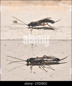 Zwei gut fokussierte Bilder derselben weiblichen Ichneumon Wasp, Pimpla rufipes. Es sticht nicht und ist harmlos für Menschen, aber es sieht ziemlich böse aus. Stockfoto