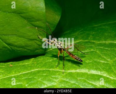 Eine männliche Ichneumonwespe, gewöhnliche hoverfly-Wespe, Diplazon laetatorius auf einem Blatt. Nahaufnahme und gut fokussiert und ganz anders als eine Frau. Stockfoto