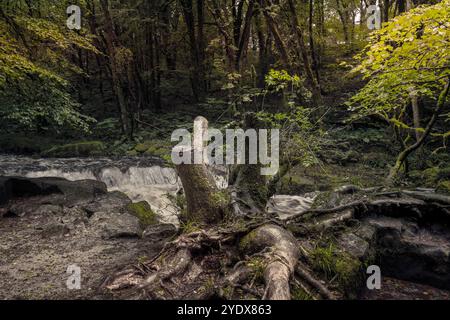 Golitha Falls. Der Fluss Fowey fließt durch den alten Eichenwald Draynes Wood am Bodmin Moor in Cornwall in Großbritannien. Stockfoto