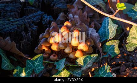 Schöne Pilze auf dem Boden im alten Wald Stockfoto