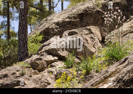 Die kanarische Kiefer Pinus canariensis links und Asphodelus ramosus distalis in Blüte rechts. Inagua. Gran Canaria. Kanarische Inseln. Spanien. Stockfoto