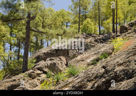 Wald der Kanarischen Insel Kiefer Pinus canariensis. Integral Natural Reserve von Inagua. Tejeda. Gran Canaria. Kanarische Inseln. Spanien. Stockfoto