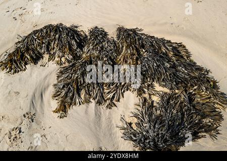 Fucus serratus Seetang, der durch die Ebbe am GT Great Western Beach in Newquay in Cornwall im Vereinigten Königreich freigelegt wurde. Stockfoto