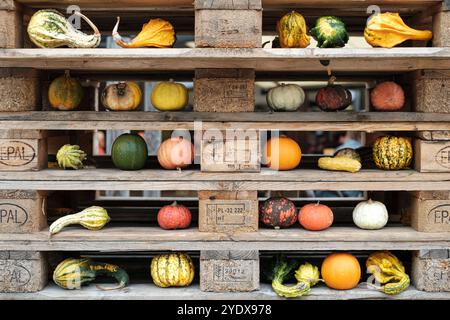 Eine Auswahl an bunten Kürbissen und Kürbissen zeigt die Schönheit des Herbstes, kunstvoll auf Holzpaletten angeordnet. Das rustikale Ambiente fängt das Wesen ein Stockfoto