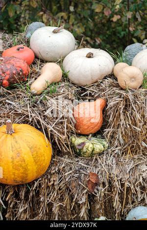 Inmitten des Herbstblatts ruht ein buntes Arrangement aus verschiedenen Kürbissen und Kürbissen auf Heuballen. Die warmen Farbtöne feiern die Erntezeit, Invit Stockfoto